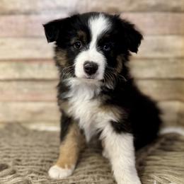 Asher - Black tri male Miniature American Shepherd puppy in Ash Grove, Missouri from 3 Barrels Farms, LLC