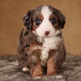 Bernedoodle puppies from GTA Maple Doodles