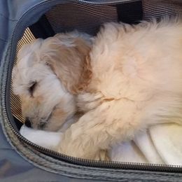Cherry Lane Labradoodles breeder of 