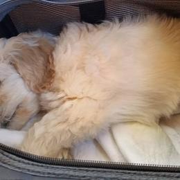 Cherry Lane Labradoodles breeder of 