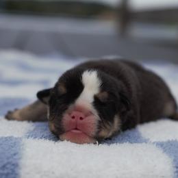 Tommy - Black tri-color male Bulldog puppy in Warsaw, New York from Hillview Kennels