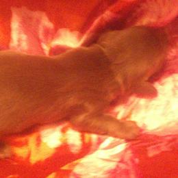 DBs Grego Arahinger - Cream male Dachshund puppy in Summerfield, Florida from D & B Ranchette