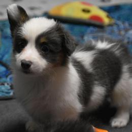 Midnight - Fluffy - Gray and white female American Corgi puppy in Lithia, Florida from Diamondcrest Inc