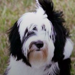 Tibetan Terriers from Karma Tibetan Terriers