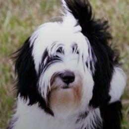 Tibetan Terriers from Karma Tibetan Terriers