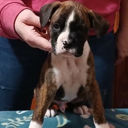 Scottie - Brindle male Boxer puppy in Cannon Falls, Minnesota from Pattys Boxers and Bulldogs