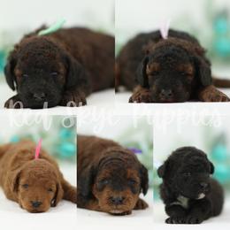 3 Girls Available for Reservation - Sable female Poodle puppy in Republic, Missouri from Red Skye Puppies
