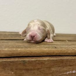 Apollo - Cream male Dachshund puppy in Squires, Missouri from Hudson’s Hounds