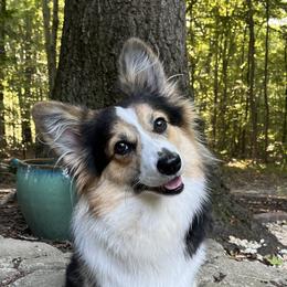 Pembroke Welsh Corgis from Potato Patch