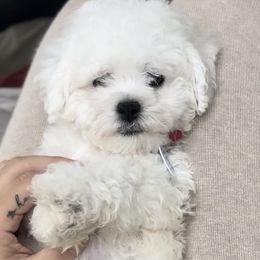 Bichon Frises and German Shepherds from Fox Tribe K9