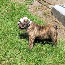Bulldog Puppies from Carrie's Bulldogs