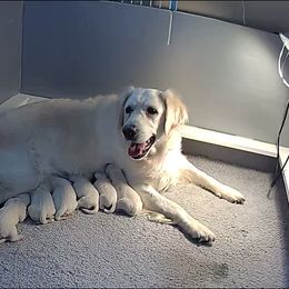 "Halle" Golden Retriever Puppies from Iron Rose Retrievers