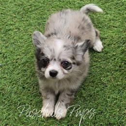 Lola - Merle female Chihuahua puppy in Bowdon, Georgia from Paschal's Pups