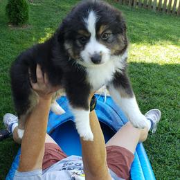 Miniature Australian Shepherd and Toy Australian Shepherd Puppies from Crazy 8 Toy/ Mini Aussies