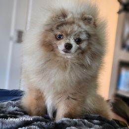 Camo - Pomeranian