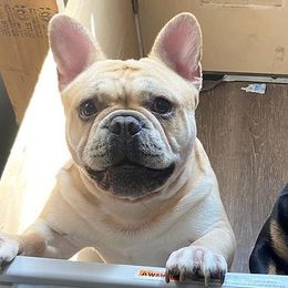 French Bulldogs from Southern Frenchies