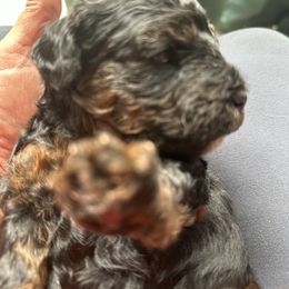 Girl 2 - Poodle puppy in Texas from Paw Prints Of Poodles and Doodles.