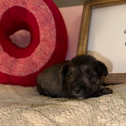 Boy 1 - Salt and pepper male Miniature Schnauzer puppy in Watauga, Texas from Sissy’s Schnauzers