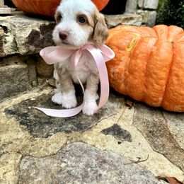 Violet - Caramel cream female Australian Labradoodle puppy in Trussville, Alabama from Cahaba Doodles