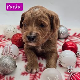 Parka - Apricot female Goldendoodle puppy in Neillsville, Wisconsin from Granton Creek