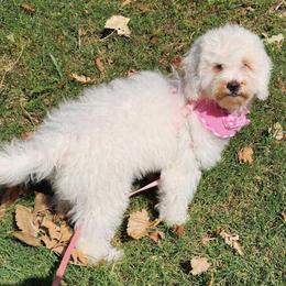 GRADUATION SALE Mini White Girl - Cream female Goldendoodle puppy in Los Molinos Ca, California from Sunshine Sanctuary Doodles