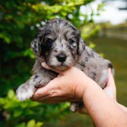 Bordoodle Puppies from 2J 2K Bordoodles
