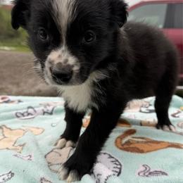 Scrappy - Black tri-color male Australian Shepherd puppy in Kimbolton, Ohio from Wagon Wheel Aussies