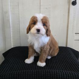 Emperor - Red  male Goldendoodle puppy in Floyd, Virginia from Hearts and Paws Poodles and Doodles