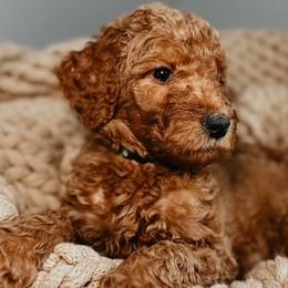 Goldendoodles from Simply Dane Doodles