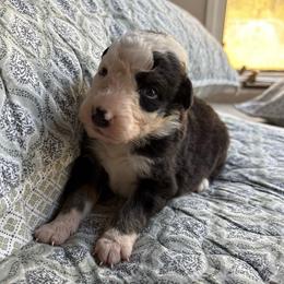 Moo moo - Black tri-color male Australian Shepherd puppy in Grants Pass, Oregon from Carmel Mountain Aussies