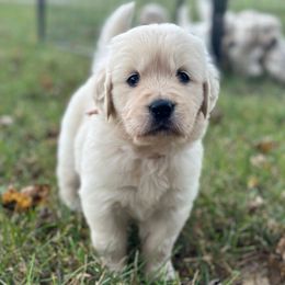 Pink collar - Light golden female Golden Retriever puppy in Decatur, Indiana from Golden Bundles