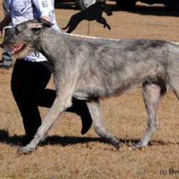 Irish Wolfhound All Grown Up from Ierne Irish Wolfhounds