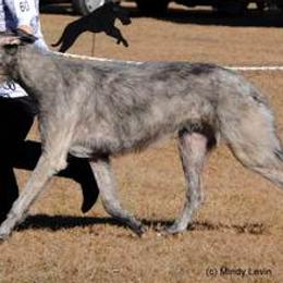 Irish Wolfhound All Grown Up from Ierne Irish Wolfhounds