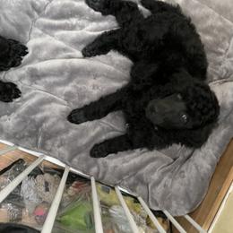 Poodle Puppies from Abbott Standard Poodles