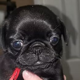 Pug Puppies from Ausband Farm Pugs