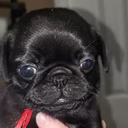 Pug Puppies from Ausband Farm Pugs