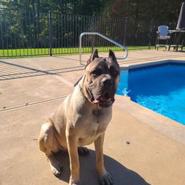 Cane Corso All Grown Up from DeWitt Cane Corso