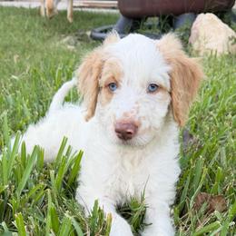 Meet panda boy red parti blu eyes - Parti male Double Doodle puppy in Yoakum, Texas from The Scott’s Dood Ranch