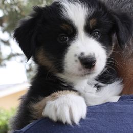 Miniature American Shepherd Puppies from Gottabe Miniature American Shepherds