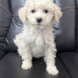 Connie - Cream female Maltipoo puppy in Lancaster, Kentucky from Dream Paws Puppies, LLC