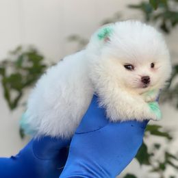Pomeranian Puppies from POMERLAND exotic Pomeranians of Orlando