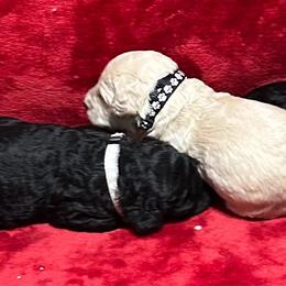 Poodle puppies from Cuddlebugs Standard Poodles