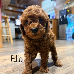 Ella - Red  female Poodle puppy in Dardanelle, Arkansas from Country Acre Poodles