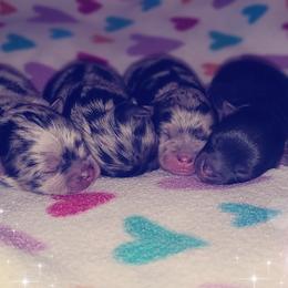 French Bulldog and Pomeranian Puppies from Purrs N Poms