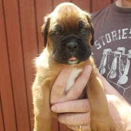 Boxer Puppies from SmashBox Kennel
