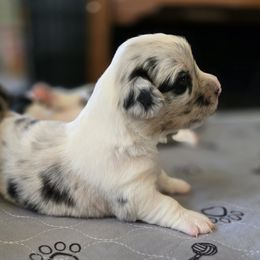Cardigan Welsh Corgi Puppies from Savage Family Farm
