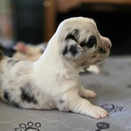 Cardigan Welsh Corgi Puppies from Savage Family Farm