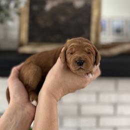 Olive - Red  female Goldendoodle puppy in S AI Nt John, Indiana from Lulu's Goldendoodles