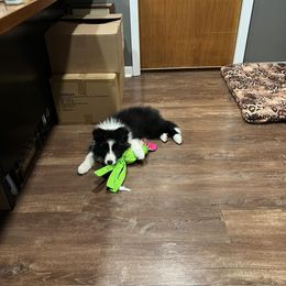 Border Collie Puppies from Sage Ridge