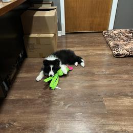 Border Collie Puppies from Sage Ridge